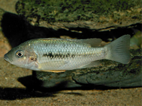 Фото Тиляпия Лобергера