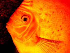 Смотреть фото Коричневый дискус Фото Коричневый дискус