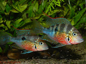Фото Цихлазома Элиота