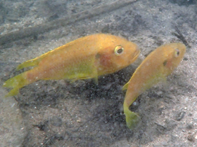 Фото Тиляпия имбриферна