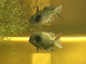 Смотреть фото Серебристая цихлазома Фото Серебристая цихлазома