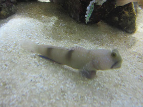 Смотреть фото Двухпятнистый бычок-компаньон Фото Двухпятнистый бычок-компаньон