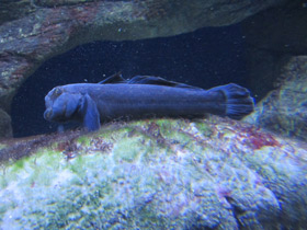 Смотреть фото Бычок-кругляк Фото Бычок-кругляк