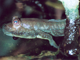 Илистый прыгун Илистый прыгун