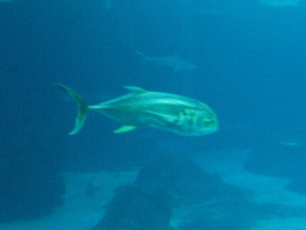 Смотреть фото Большой каранкс Фото Большой каранкс