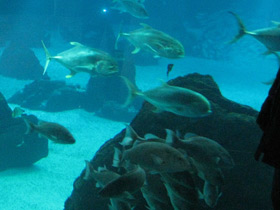 Смотреть фото Большой каранкс Фото Большой каранкс