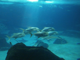 Смотреть фото Большой каранкс Фото Большой каранкс