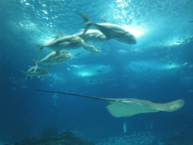 Смотреть фото Большой каранкс Фото Большой каранкс