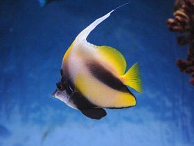 Смотреть фото Чья семья самая дружная? Самые верные животные Фото Чья семья самая дружная? Самые верные животные