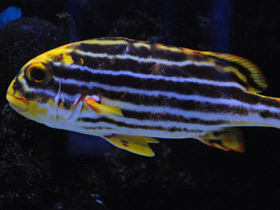 Смотреть фото Полосатый гатерин Фото Полосатый гатерин