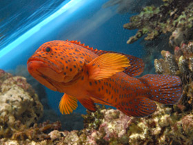 Фото Красный групер