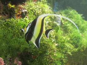 Смотреть фото Рогатый занкл Фото Рогатый занкл