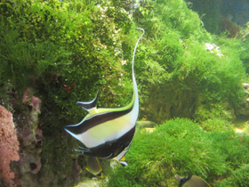 Смотреть фото Рогатый занкл Фото Рогатый занкл