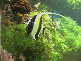 Смотреть фото Рогатый занкл Фото Рогатый занкл