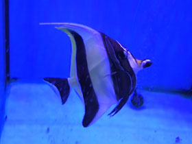 Смотреть фото Рогатый занкл Фото Рогатый занкл