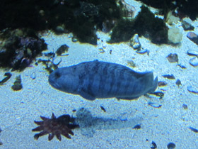 Смотреть фото Полосатая зубатка Фото Полосатая зубатка