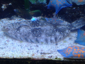 Фото Темная полярная камбала