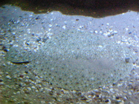 Смотреть фото Рыба тюрбо Фото Рыба тюрбо