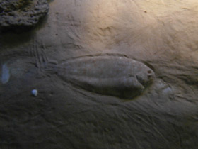 Смотреть фото Европейская солея Фото Европейская солея