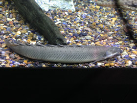 Смотреть фото Нильский многопёр Фото Нильский многопёр