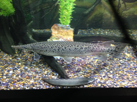 Смотреть фото Нильский многопёр Фото Нильский многопёр