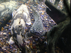 Смотреть фото Многопёр Эндлихера Фото Многопёр Эндлихера