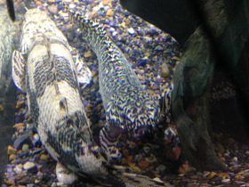 Смотреть фото Многопёр Эндлихера Фото Многопёр Эндлихера