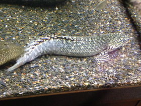 Смотреть фото Многопёр Эндлихера Фото Многопёр Эндлихера