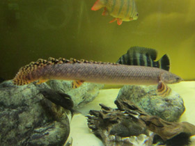 Смотреть фото Конголезский многопёр Фото Конголезский многопёр