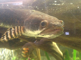 Смотреть фото Конголезский многопёр Фото Конголезский многопёр