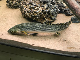 Смотреть фото Конголезский многопёр Фото Конголезский многопёр