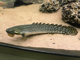 Смотреть фото Конголезский многопёр Фото Конголезский многопёр