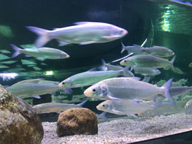 Смотреть фото Пелядь Фото Пелядь