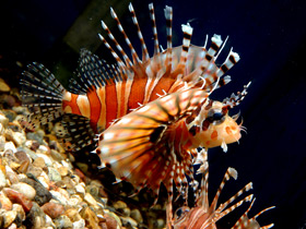 Смотреть фото Крылатка-зебра Фото Крылатка-зебра