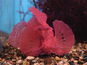 Смотреть фото Рыба-скорпион Эйшмера Фото Рыба-скорпион Эйшмера