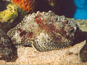 Океанская бородавчатка Океанская бородавчатка