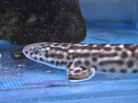 Фото Коралловая кошачья акула