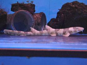 Смотреть фото Бамбуковая акула Фото Бамбуковая акула