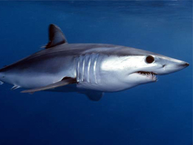 Фото Обыкновенная акула-мако