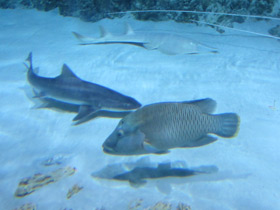 Фото Калифорнийская кунья акула