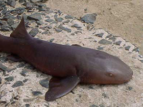 Фото Короткохвостая акула-нянька