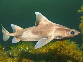 Фото Обыкновенная центрина