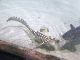 Смотреть фото Зебровая акула Фото Зебровая акула