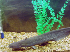 Смотреть фото Сом Солдатова Фото Сом Солдатова