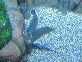 Фото Краснополосый мастацембелус