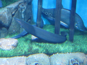 Фото Краснополосый мастацембелус