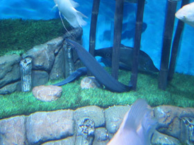 Фото Краснополосый мастацембелус