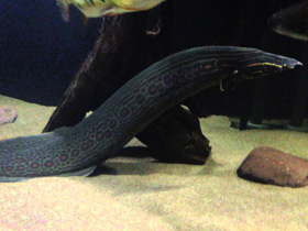 Фото Краснополосый мастацембелус