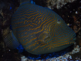 Оранжевополосый спинорог Оранжевополосый спинорог