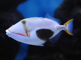 Смотреть фото Бородавчатый спинорог Фото Бородавчатый спинорог